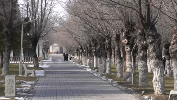 Тараздағы тал-терек дәріленеді