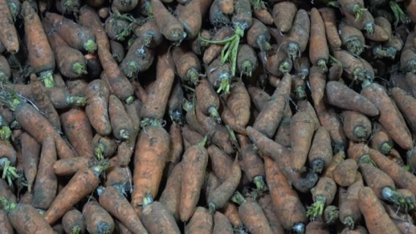 Павлодарские фермеры терпят убытки из-за импортной моркови