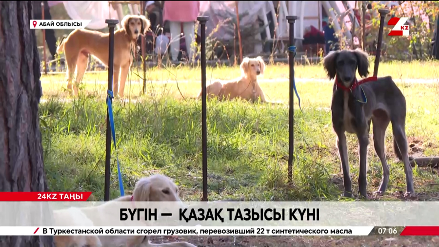 Тазы – ұлттық мұра: Абай облысында саятшылық дәстүрі жаңғырып келеді