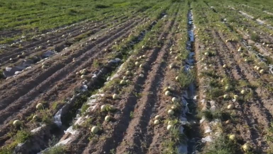 Первый урожай дыни собрали благодаря раннему поливу в Туркестанской области