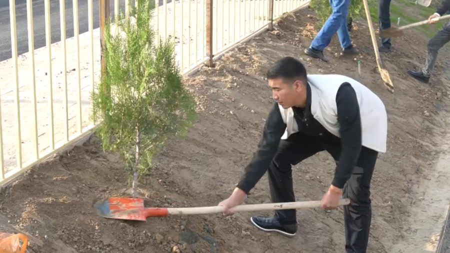 Түркістан облысында күзгі ағаш егу науқаны жүріп жатыр