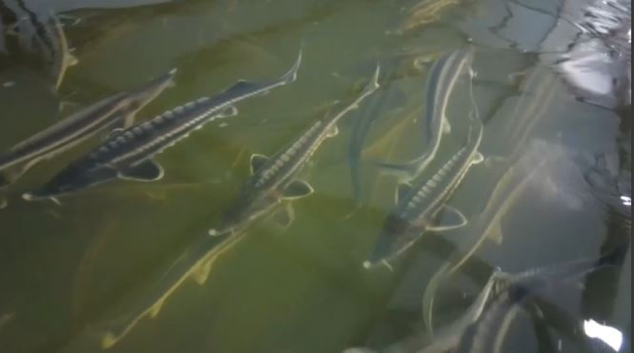 Осетровые фермы начнут субсидировать в Казахстане