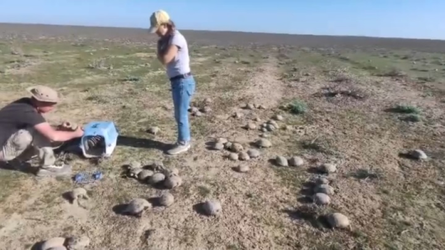 Волонтеры спасают черепах в Туркестанской области