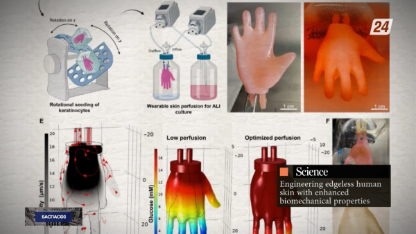 Ғалымдар жасанды терінің жаңа түрін ойлап тапты | Баспасөз