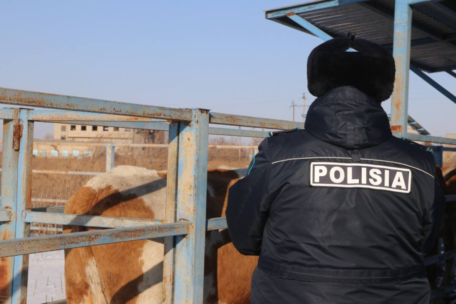 Мясники вне закона: нелегальная торговля мясом пресечена в столице