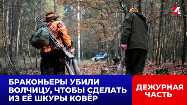 Браконьеры убили волчицу, чтобы сделать из её шкуры ковёр