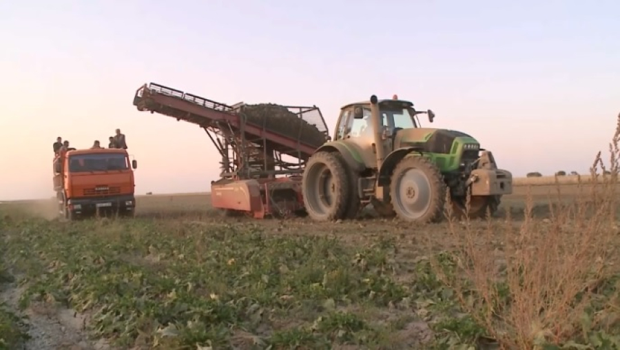 Урожай сахарной свёклы активно собирают в Жетысу
