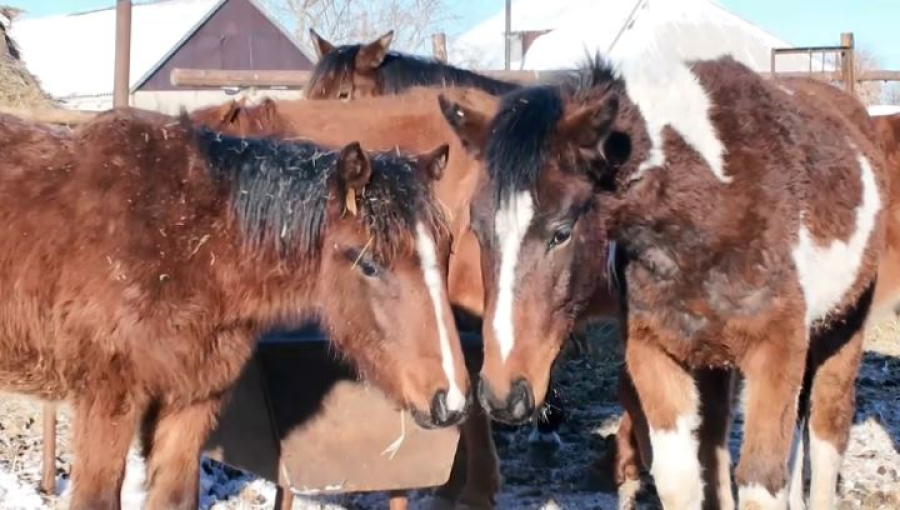 Новые сельхозкооперативы создают в Костанайской области