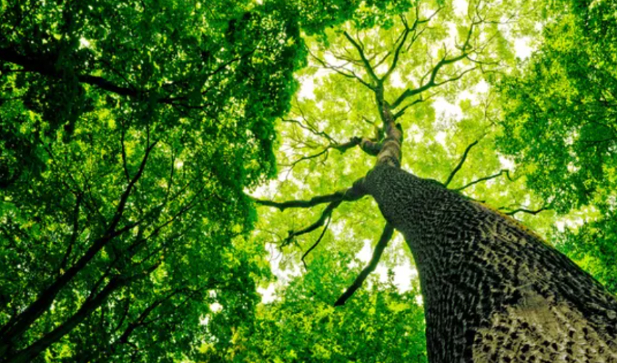 China has planted 78 billion trees to combat desertification