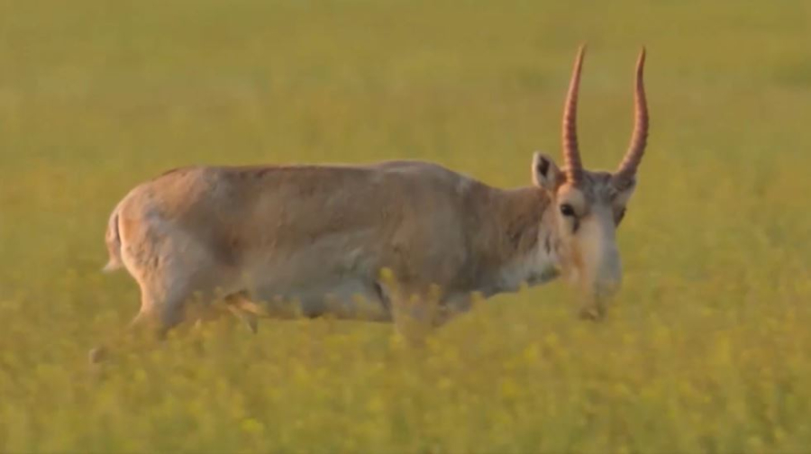 20 тонн сайгачьих рогов продадут на аукционе