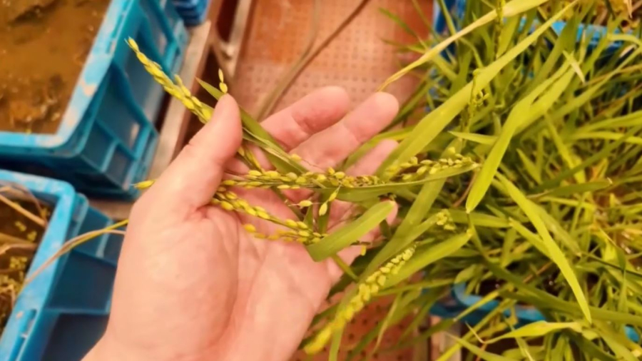 Қытайлар күріштің жаңа тұқымын шығарды