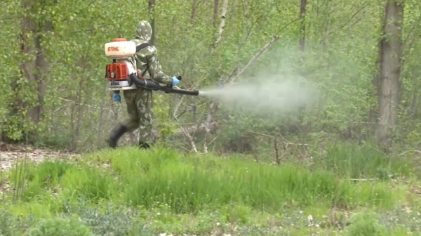 Жетісу облысында 1 айдың ішінде 95 адамды кене шаққан