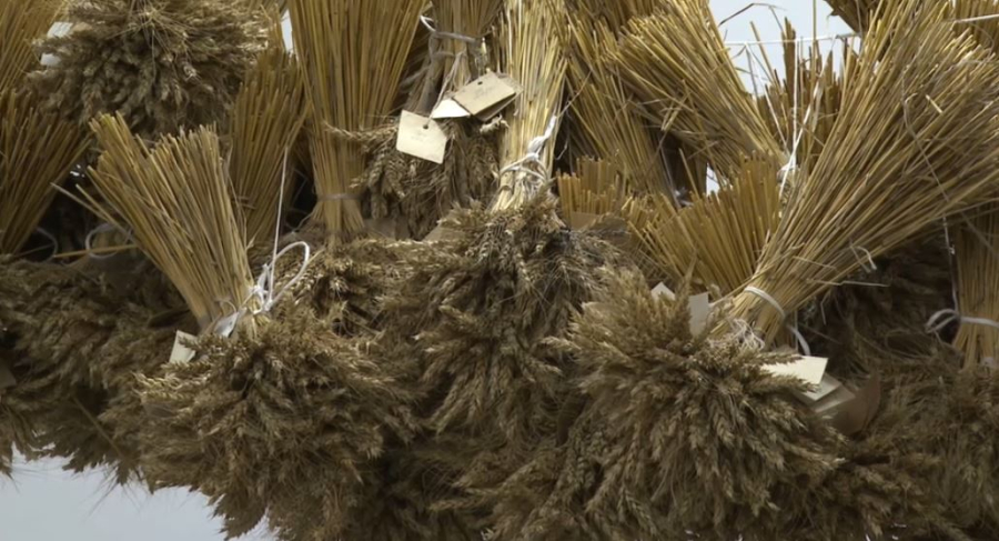 Ақмола облысында жаңа бидай сұрпы өндіріске енгізілді