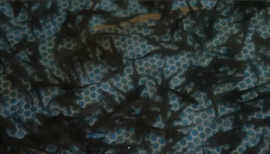 Производство товарной рыбы растет в Кызылординской области