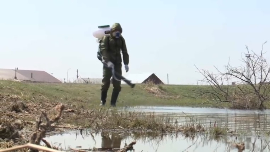 В Павлодарской области приступили к борьбе с гнусом