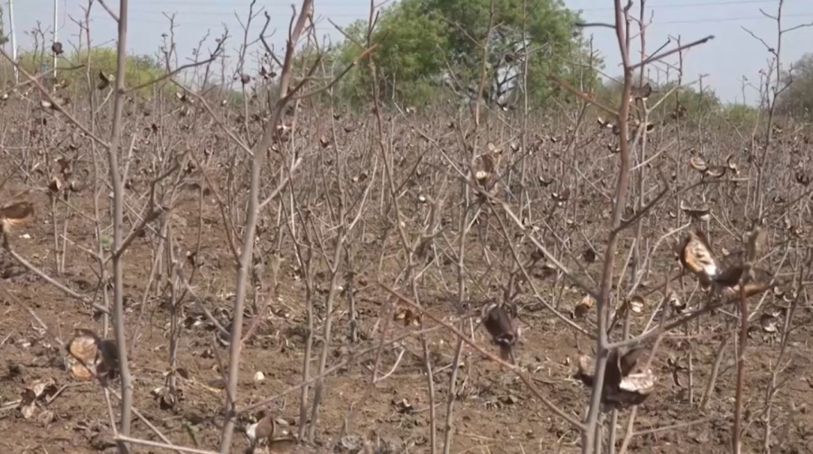 Мировая экономика теряет $880 млрд в год из-за засухи