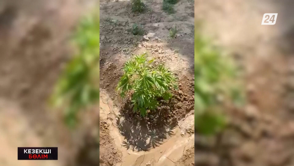 Жетісу облысында зейнеткерден 11 кг қарасора тәркіленді | Кезекші бөлім