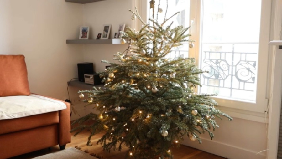 Вторую жизнь новогодним ёлкам дарят в Париже