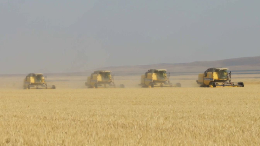 Грузия наращивает закупки казахстанской пшеницы