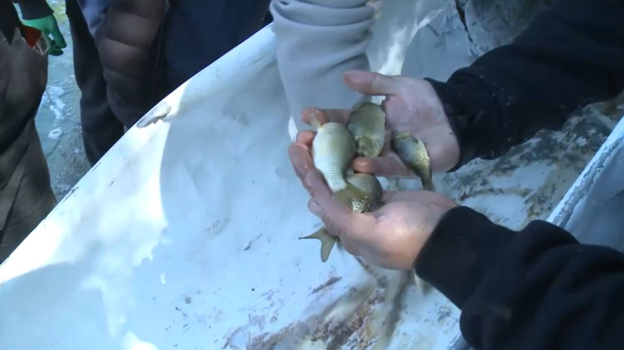 Ақтөбеде Елек өзеніне 70 мыңнан астам тұқының шабағы жіберілді