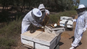 Приложение для спасения пчел разработали в Израиле