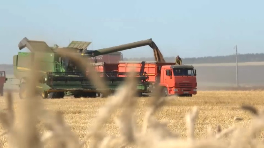 700 тысяч тонн масличных культур собрали в Казахстане