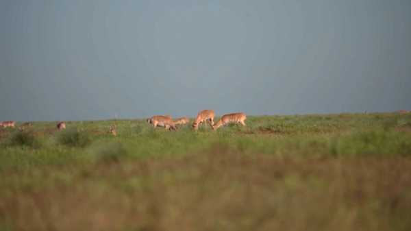 БҚО мен Ресей шекарасының бойында киіктердің көшуіне жол ашылады