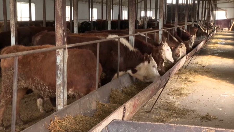 Елде ет экспорты екі есе артуы тиіс