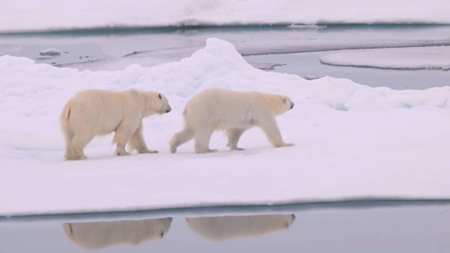Арктикадағы ақ аюлар климатқа бейімделіп жатыр