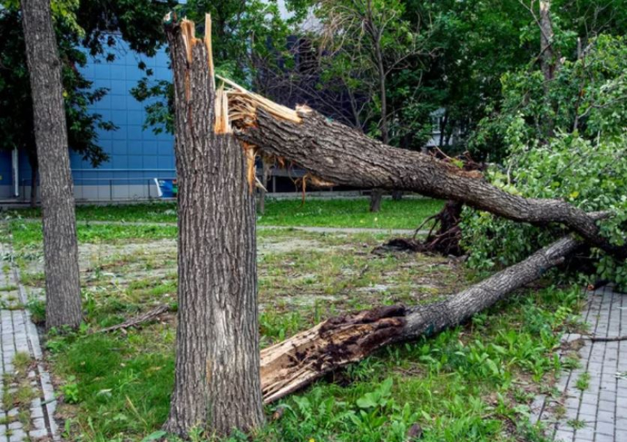 Последствия ураганного ветра устраняют в Павлодарской области