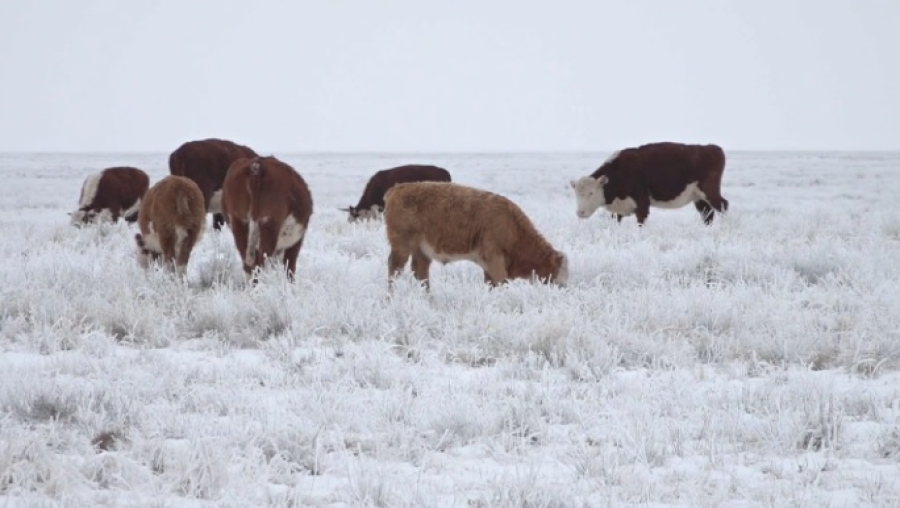 Высокозаразная инфекция распространяется среди КРС