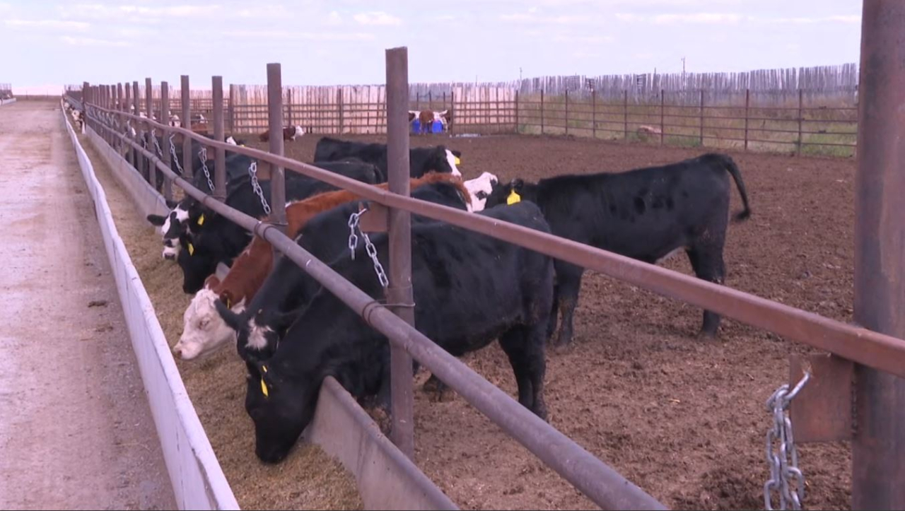 Президент ауыл шаруашылығы кооперациясы туралы жаңа заң дайындауды тапсырды