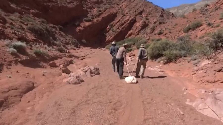 Аргентинада ежелгі динозаврдың сүйегі табылды