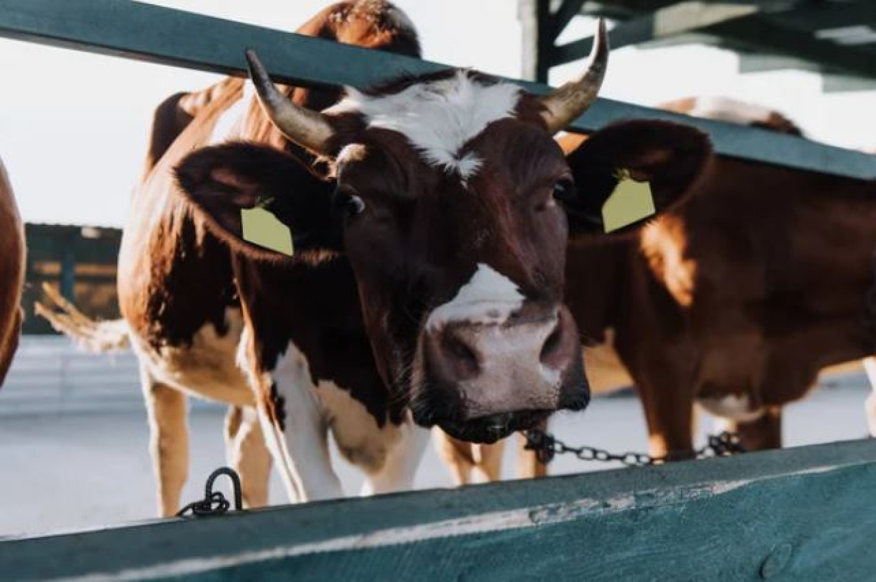 Новый проект в сфере сельского хозяйства реализуется в области Абай