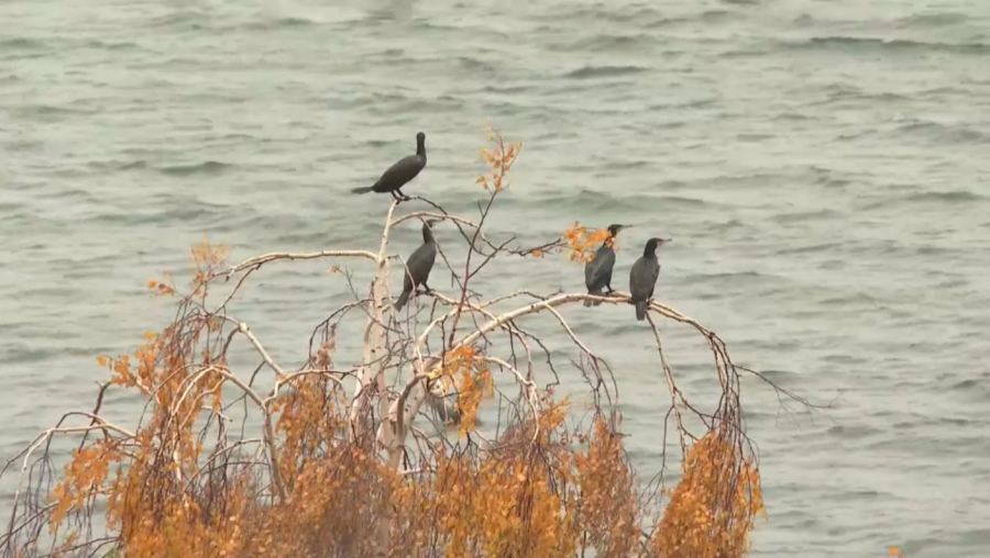 Марқакөлде су құзғыны қаптап кетті