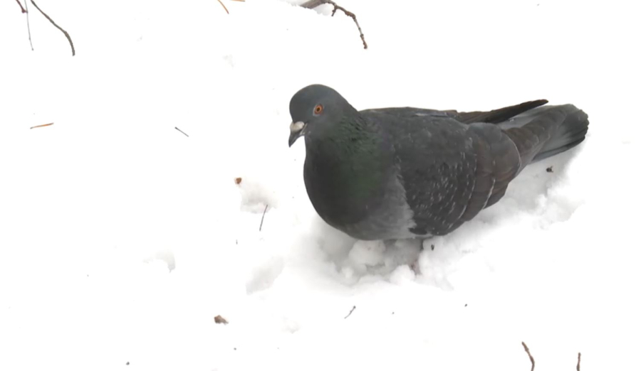 Бүгін – Халықаралық құстар күні