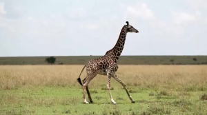 GPS навигаторами оснастили 25 жирафов в заповеднике Кении