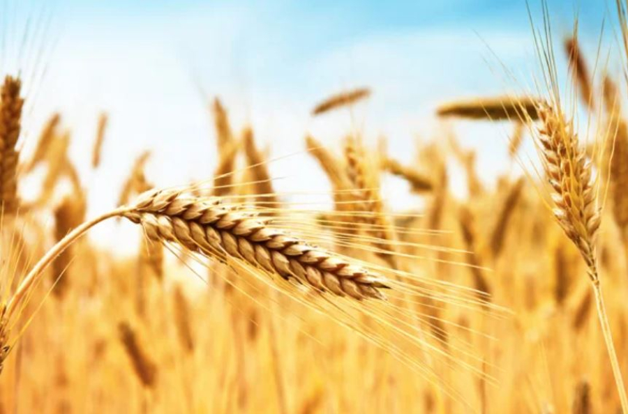 В Казахстане планируют создать агропродовольственный маркетплейс