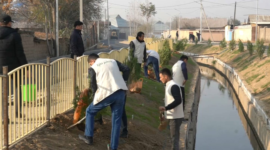 25 тысяч саженцев высадят эковолонтёры в Туркестанской области
