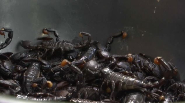 Скорпионовые фермы набирают популярность по всему миру