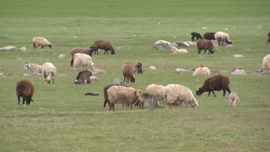 Қазақстанда алғашқы фермерлік дала мектептері ашылды