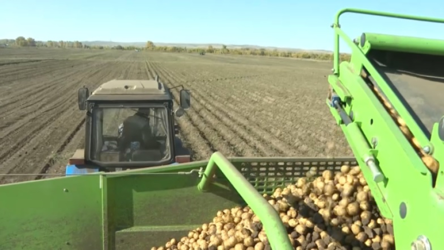 Уборка картофеля активно идет в Актюбинской области
