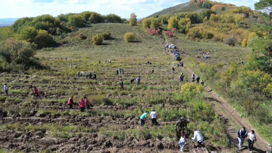 Свыше 16 млн сеянцев высадят в лесах ВКО до конца года
