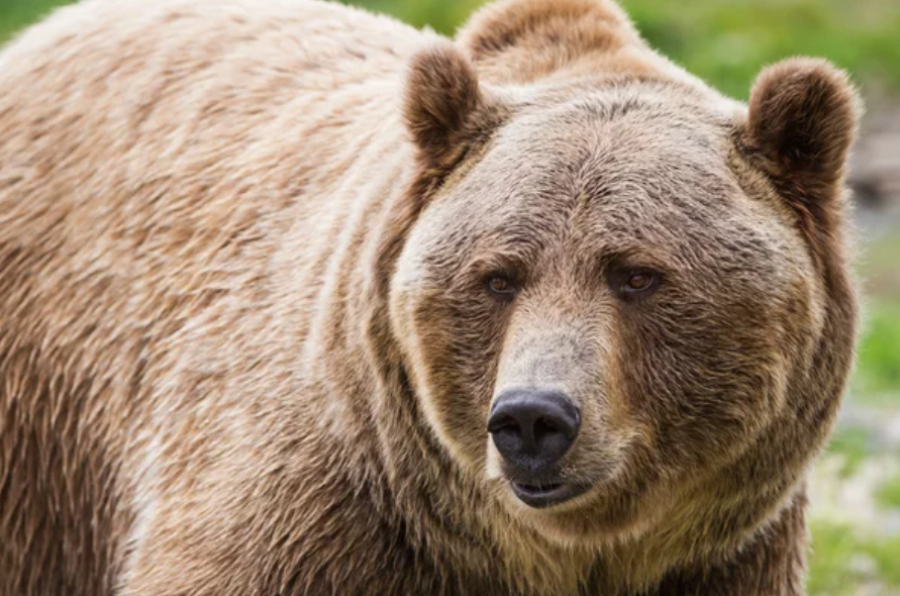 Женщина погибла после нападения медведя