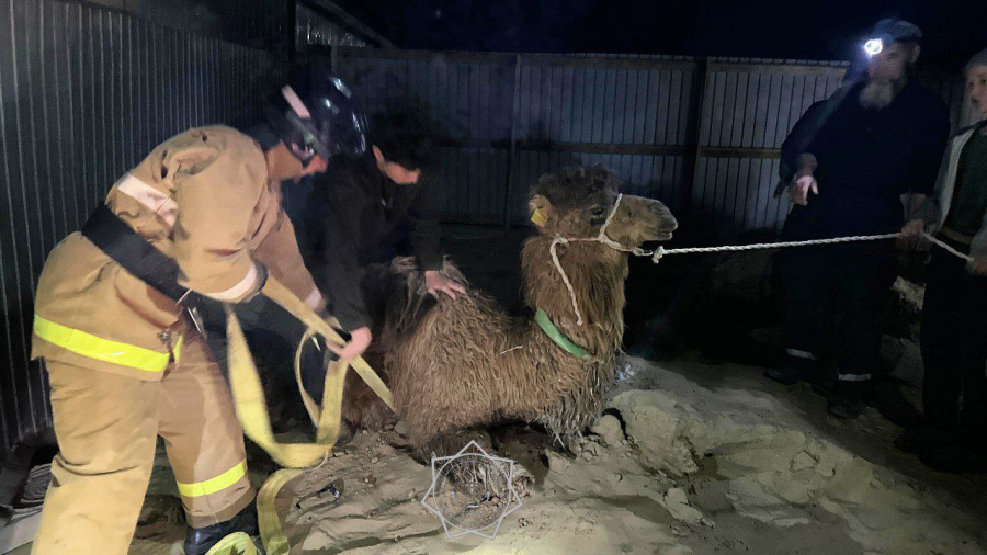 Верблюжонок провалился в колодец в Кызылординской области