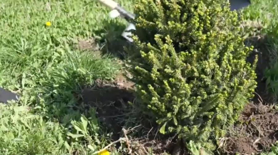 200 саженцев хвойных деревьев высадили в Талдыкоргане