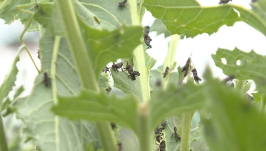 В Казахстане от саранчи обработали 844 тысячи гектаров сельхозугодий