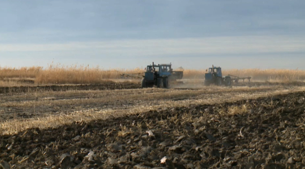 Қызылорда облысында күріш алқабының көлемі қысқарады