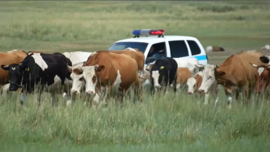 Павлодар облысында қараусыз жүрген малды бақылау күшейді