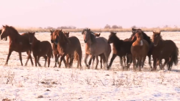 Племенным разведением лошадей породы жабы занялись в Жетісу
